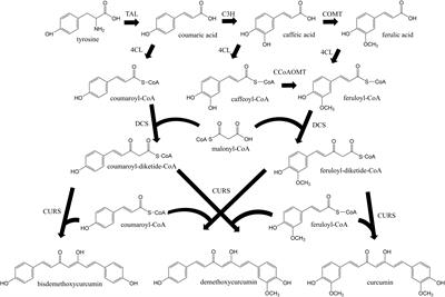 A Combinatorial Approach to Optimize the Production of Curcuminoids From Tyrosine in Escherichia coli